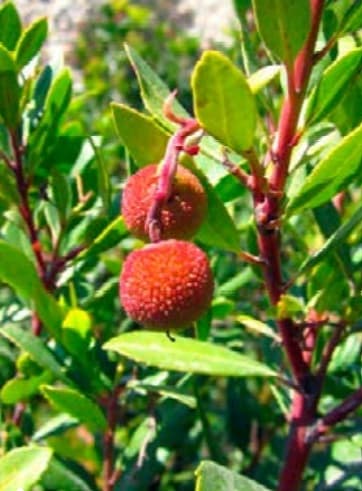 Arbutus Unedo Compacta 'Arbousier' — port arrondi et buissonnant