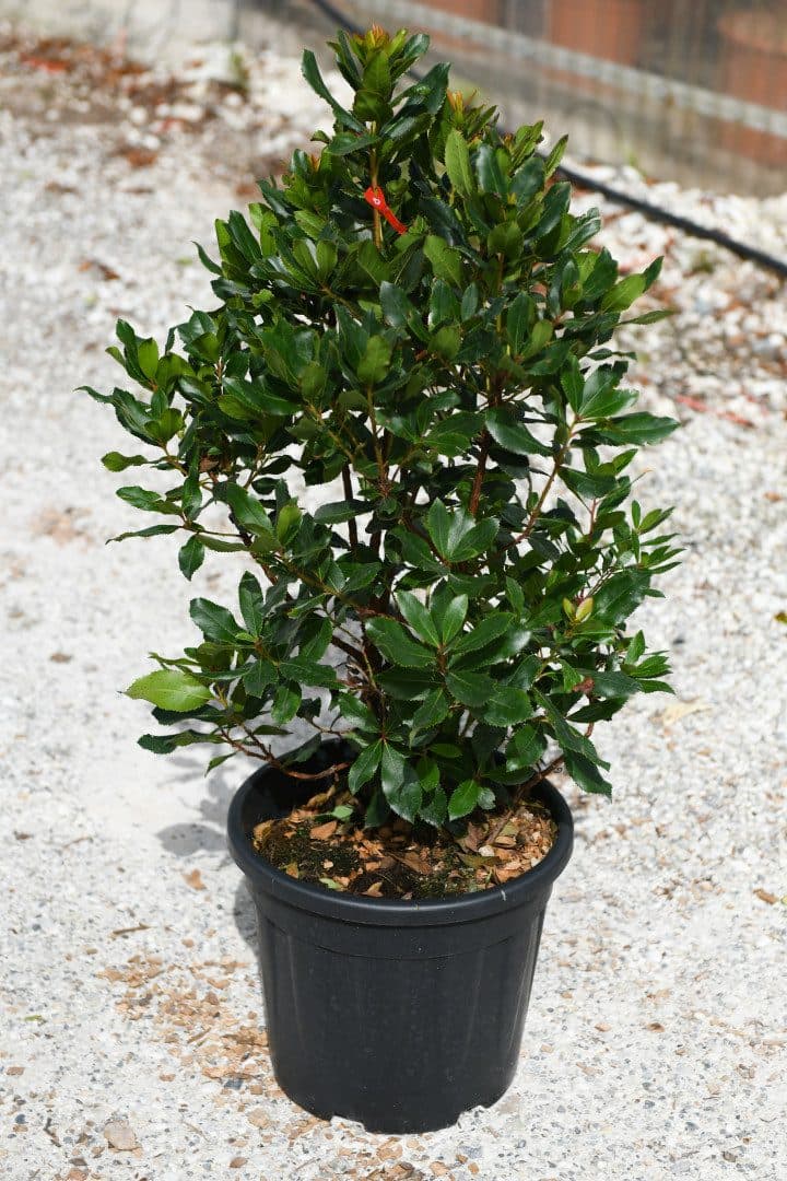 Arbutus unedo 'Compacta' – Arbousier