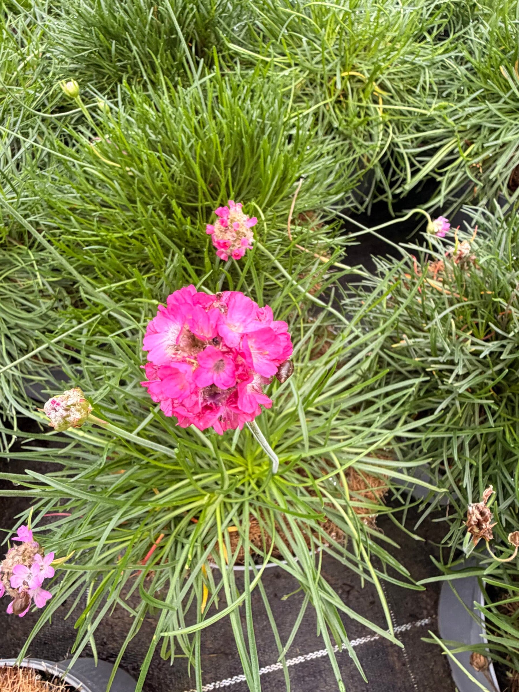 Gazon d'Espagne (Armeria maritima) — coussin dense et compact de feuilles fines en touffe