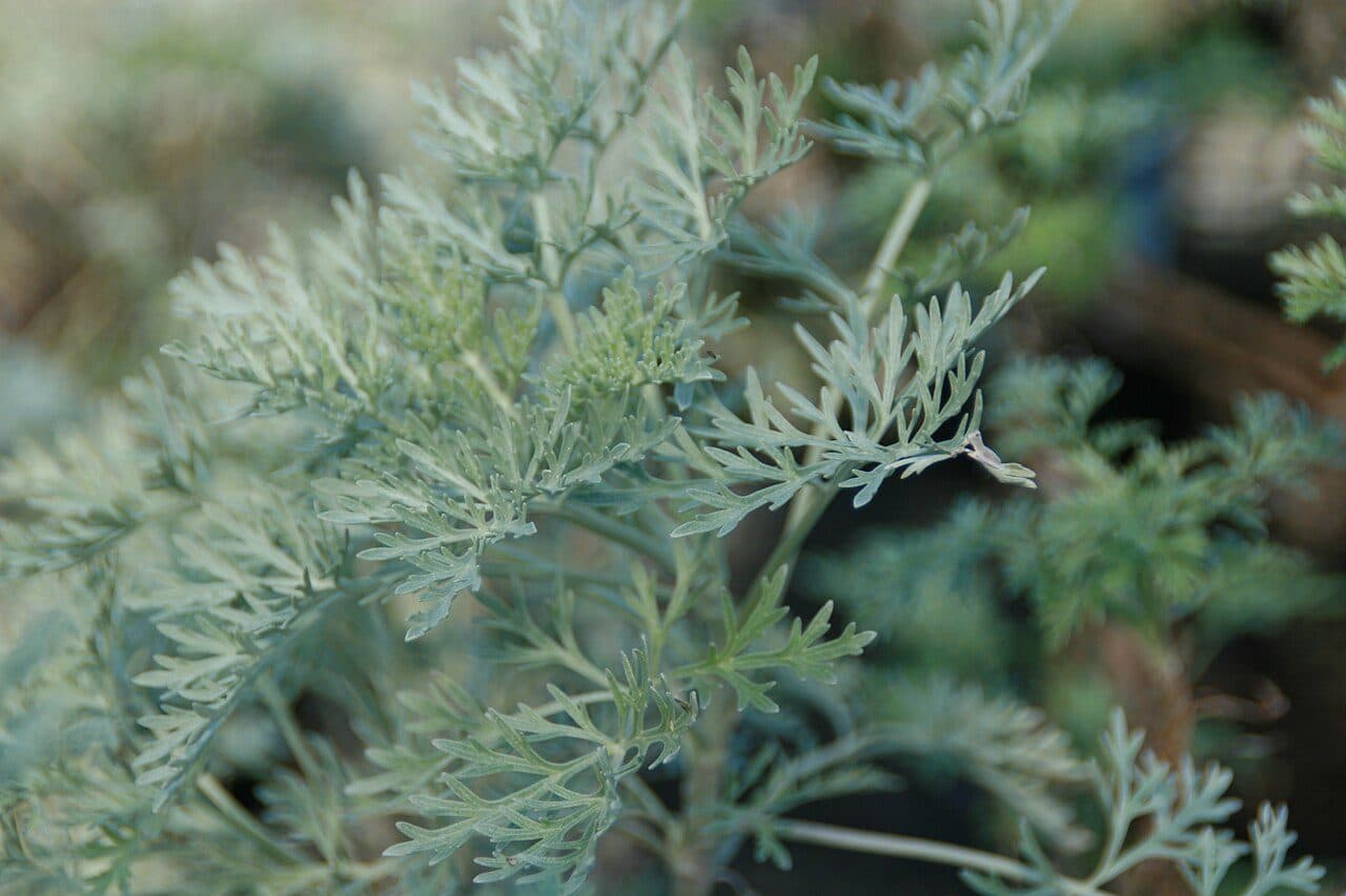 Artemisia 'Powis Castle' – Armoise arbustive