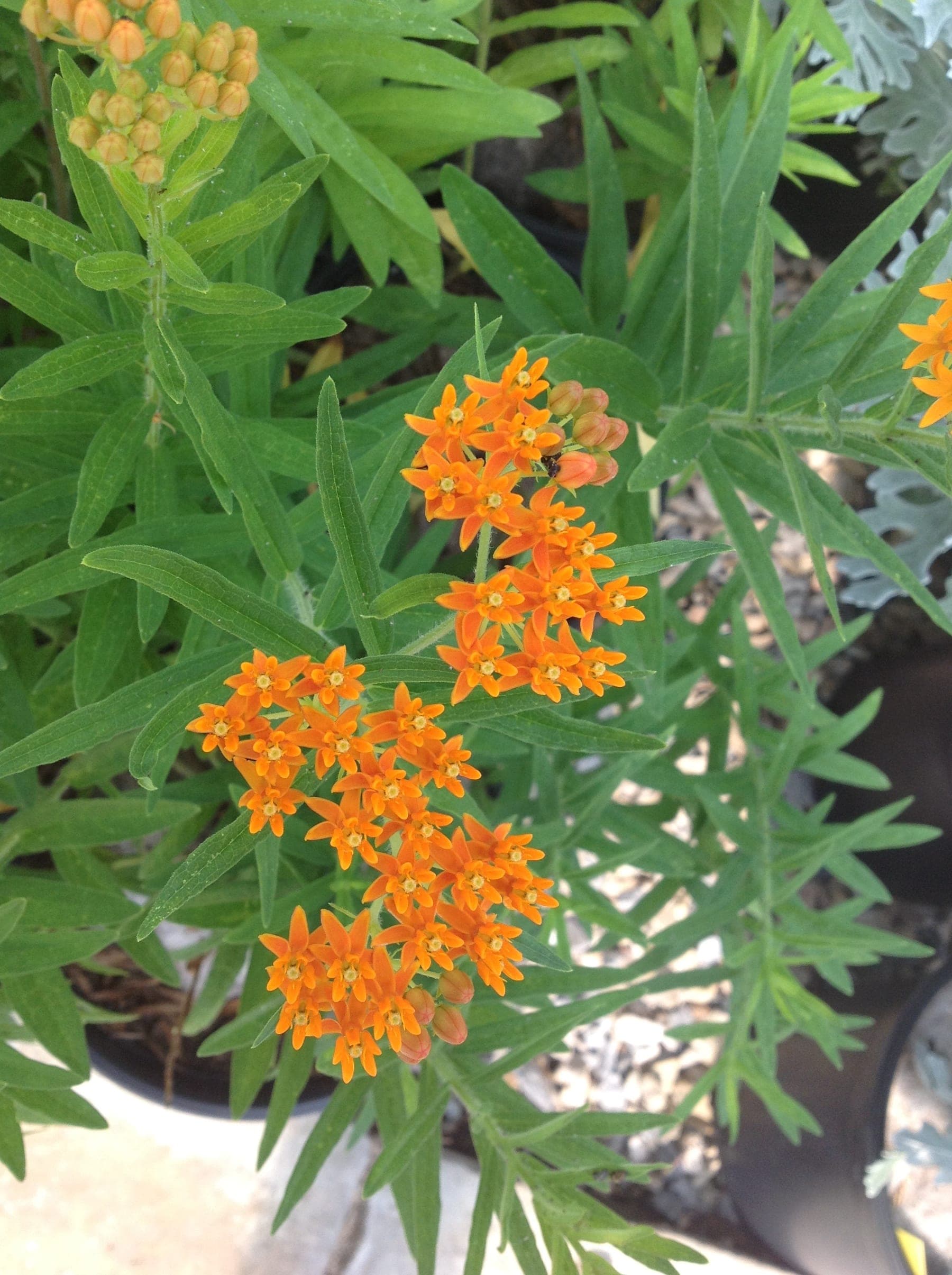 Asclepias Tubertosa — touffe érigée