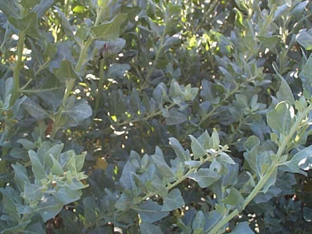 Atriplex Halimus 'Arroche' — port buissonnant et étalé