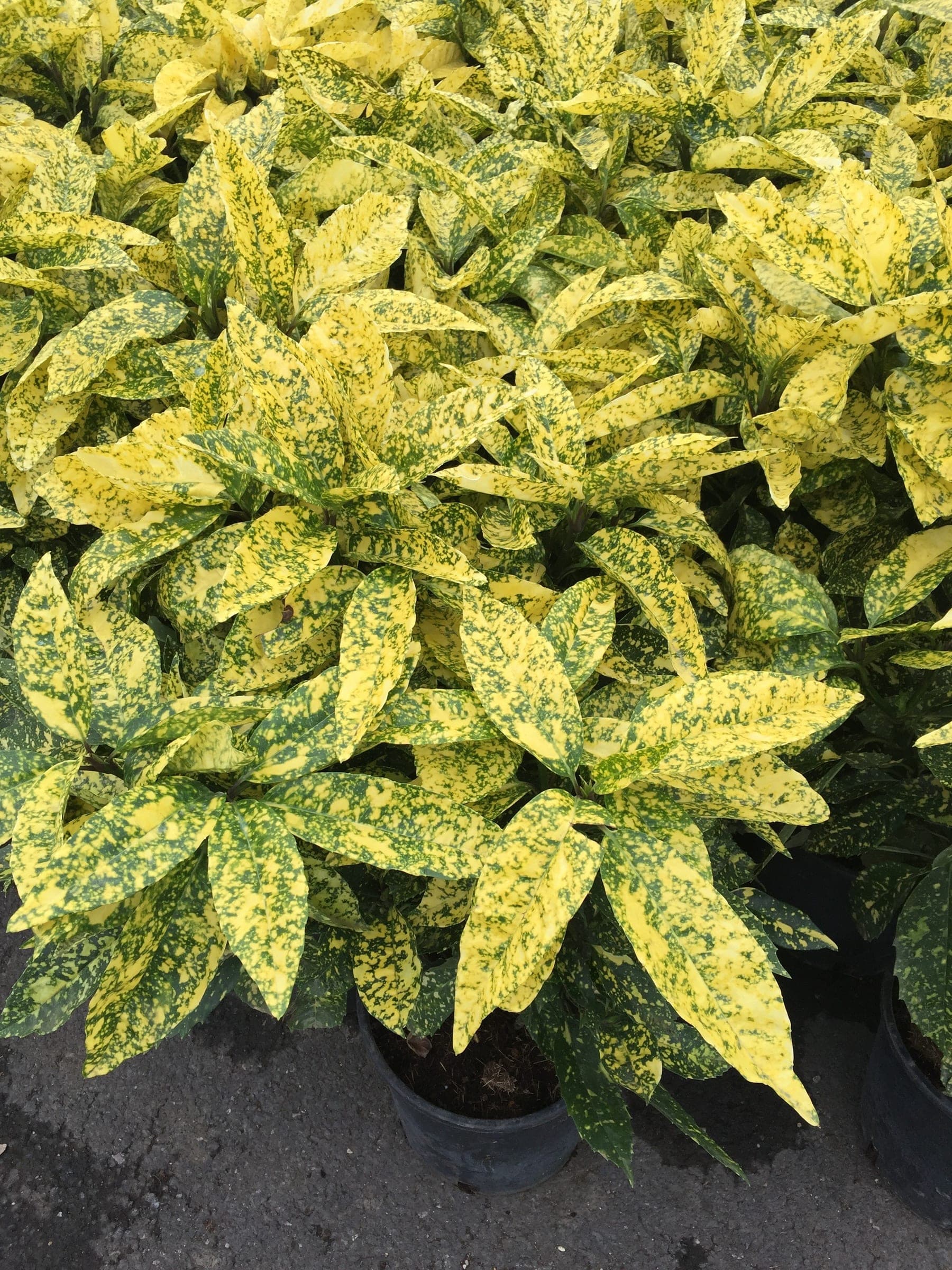 Aucuba Japonica Crotonifolia — port arrondi et compact