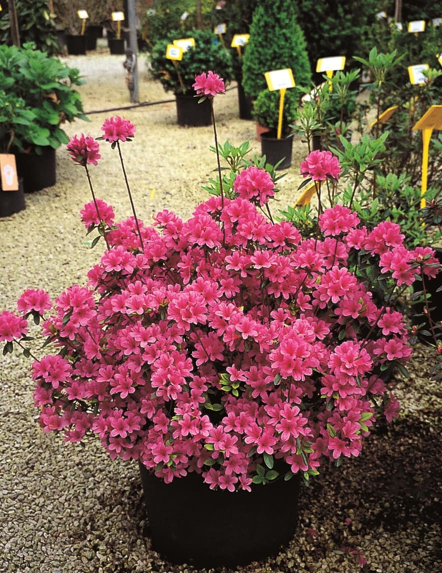 Azalea Rhododendron (Rhododendron ponticum) — port arrondi et buissonnant, dense