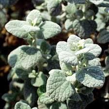 Ballota Pseudodictamus — touffe compacte et arrondie