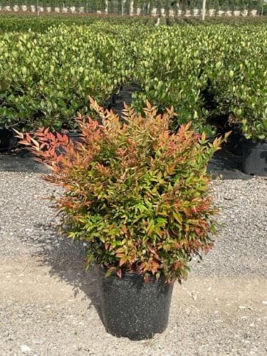 Bambou sacré ‘Gulf Stream’ (Nandina domestica ‘Gulf Stream’) — port dressé en touffe de cannes
