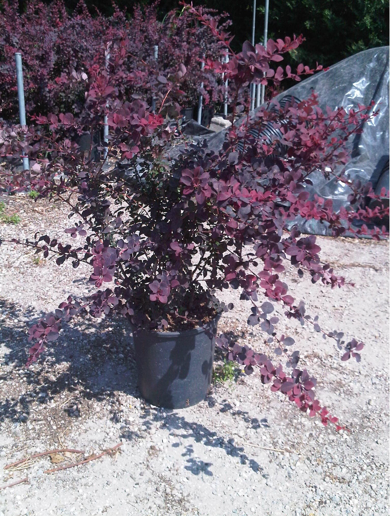 Epine-Vinette (Berberis Media Red Jewel) — port buissonnant et épineux