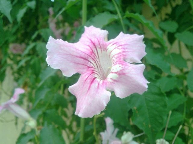Bignone Rose (Bignone Podranea Ricasoliana) — grimpant vigoureux