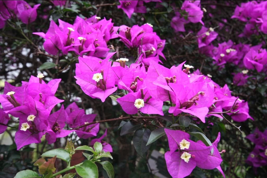 Bougainvillier (Bougainvillea) — port sarmenteux, à palisser
