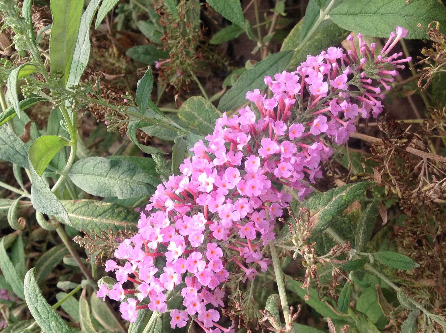 Arbre à papillons (Buddleia Davidii Pink Delight) — port érigé, arqué avec la floraison
