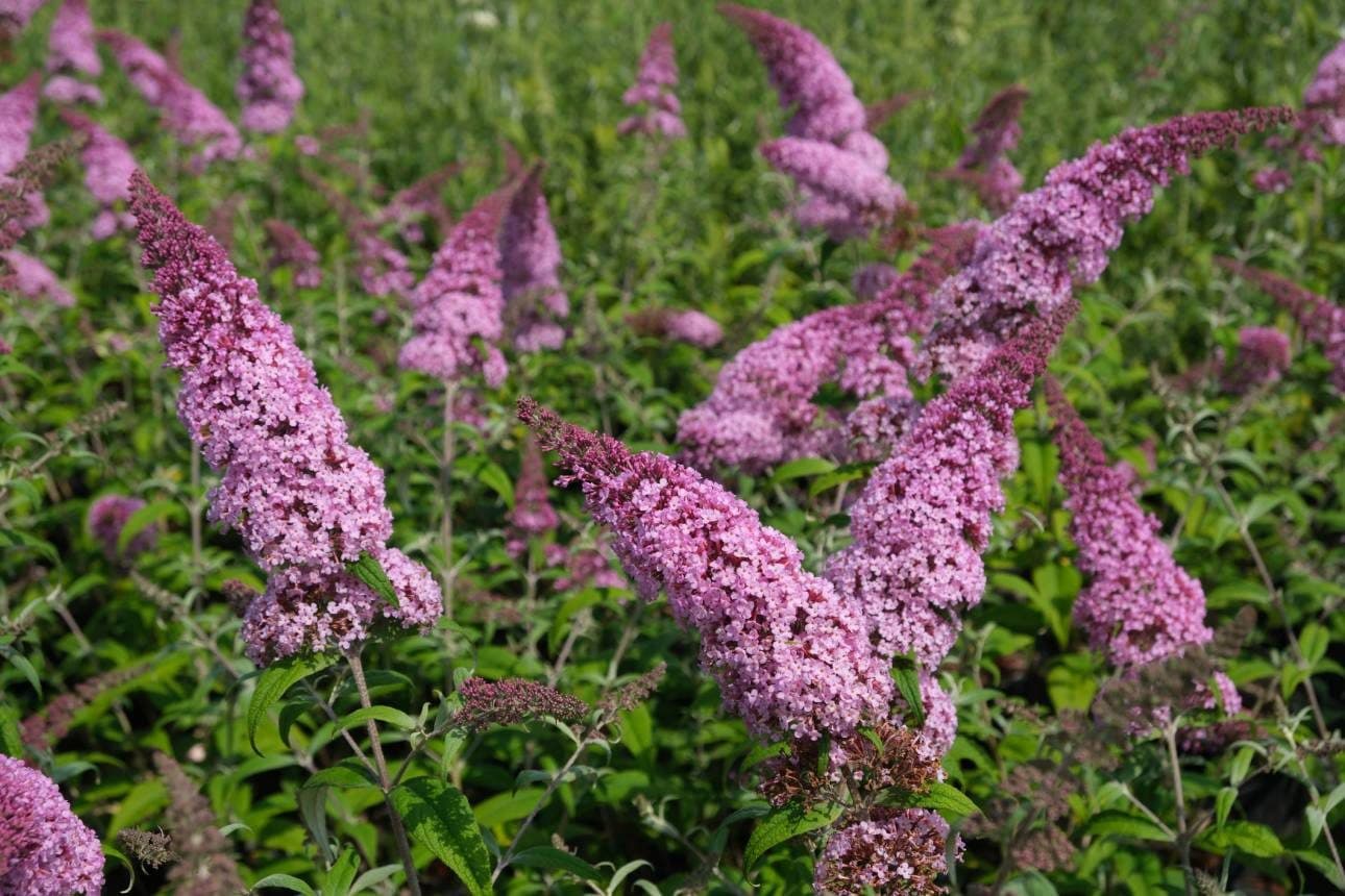 Buddleja davidii 'Pink Delight' – Arbre aux papillons