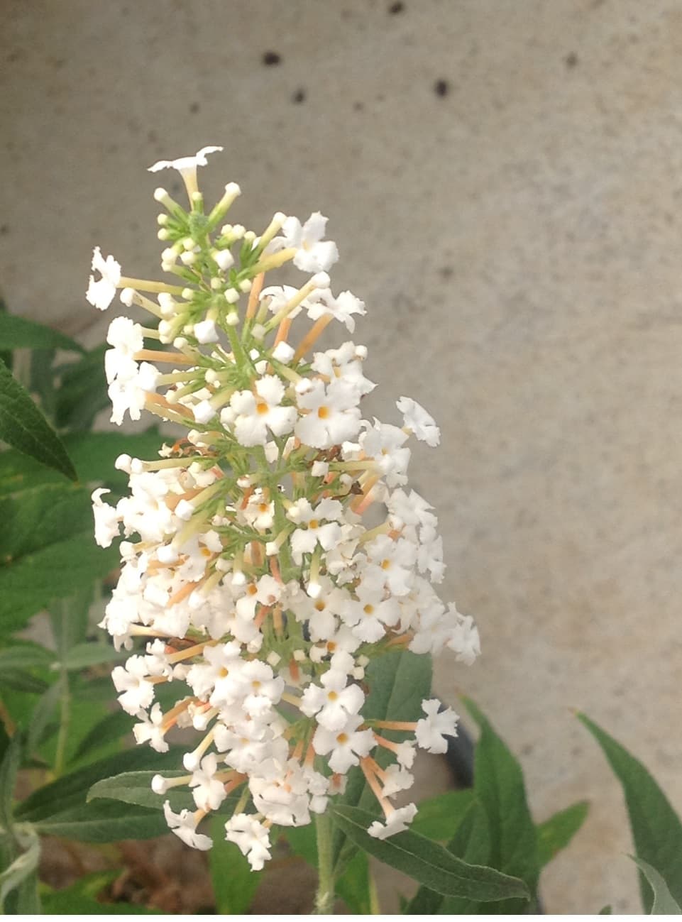 Arbre à papillons (Buddleia White Bouquet) — port érigé, arqué avec la floraison
