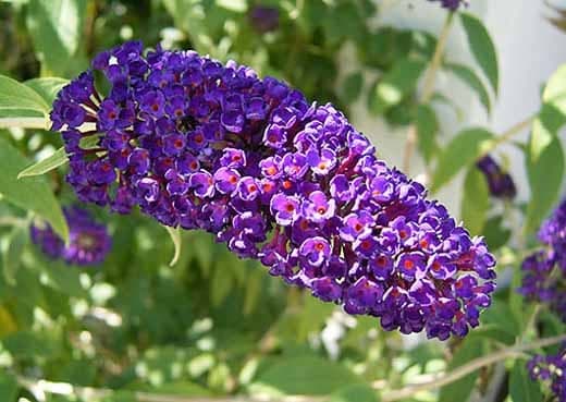Arbre aux papillons 'Black Knight' (Buddleja davidii 'Black Knight') — port dressé et évasé