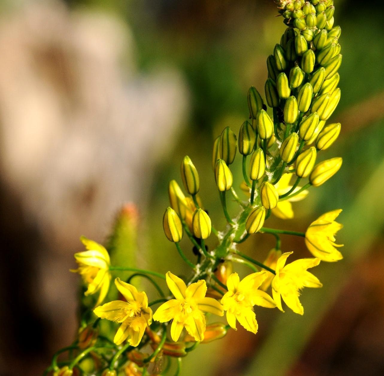 Bulbine Frutescens — touffe basse, feuilles charnues