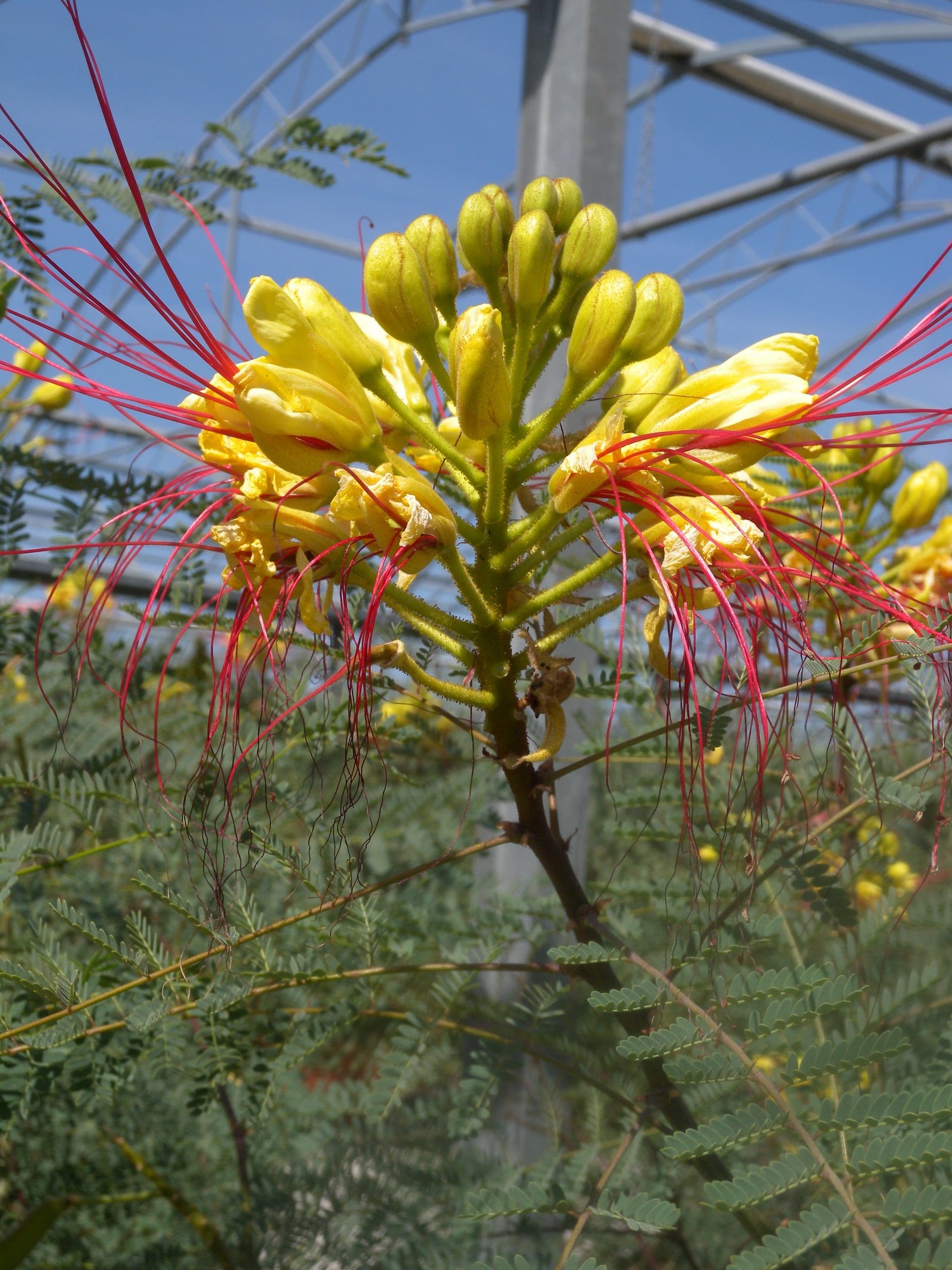 Oiseau du Paradis (Caesalpinia Gillesii) — port buissonnant, léger