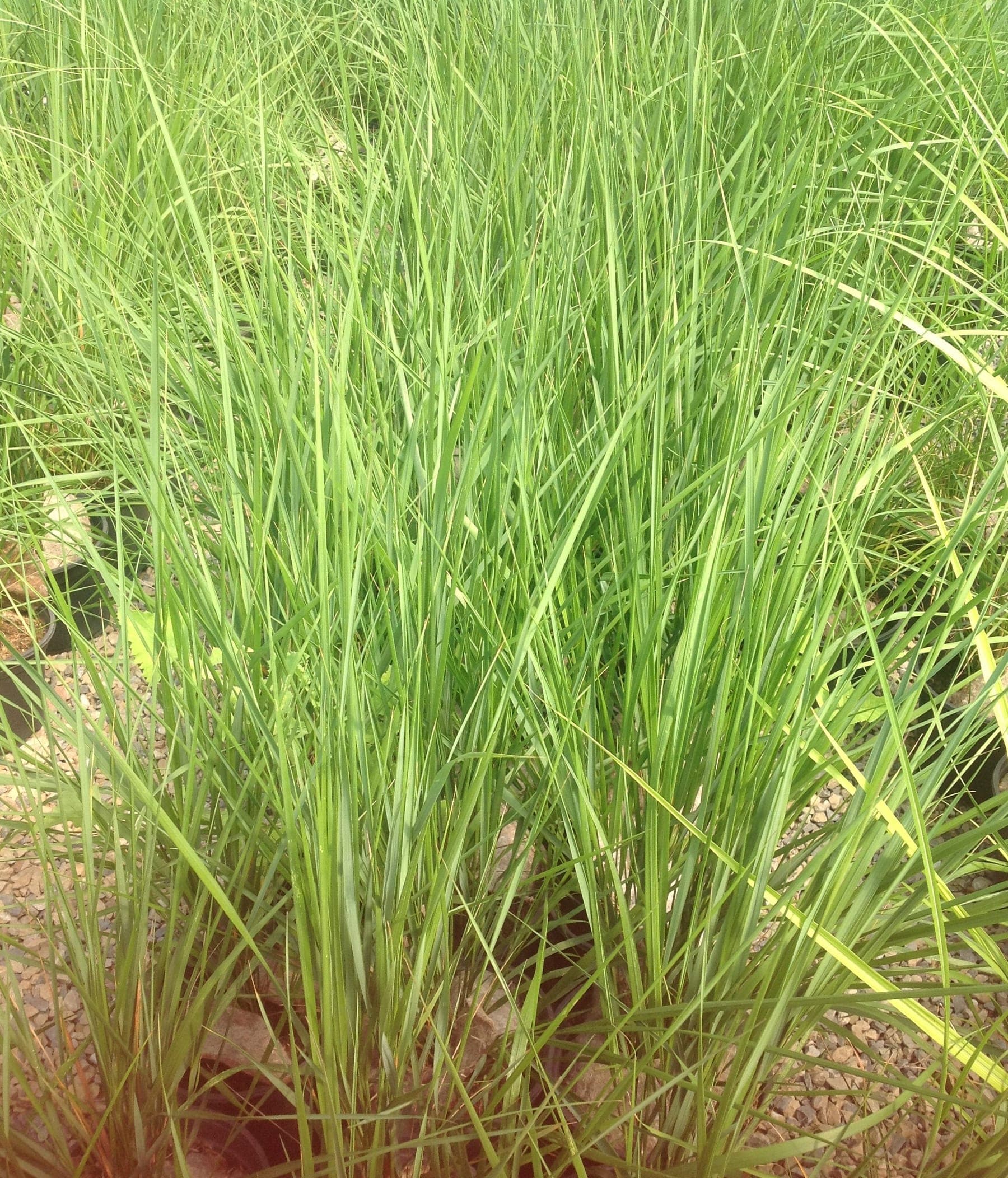 Calamagrostis Karl Foerster — touffe très érigée et raide