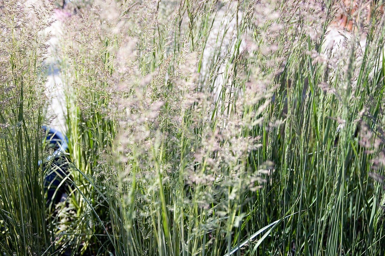 Calamagrostis × acutiflora 'Karl Foerster'