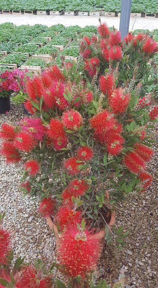 Rince Bouteille (Callistemon Leawis) — port étalé, souple