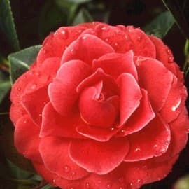Camelia Japonica — port arrondi, dense