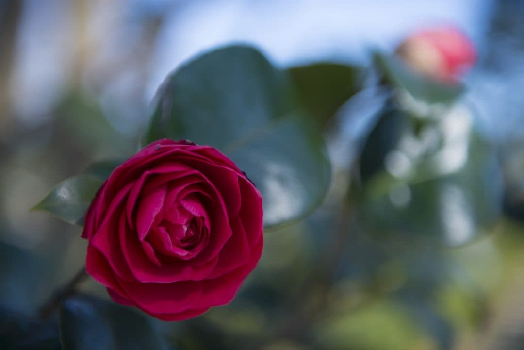 Camellia japonica