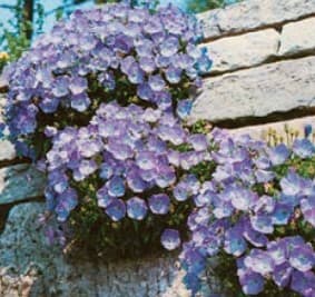 Campanule 'Campanule' — touffe basse à étalée selon les espèces