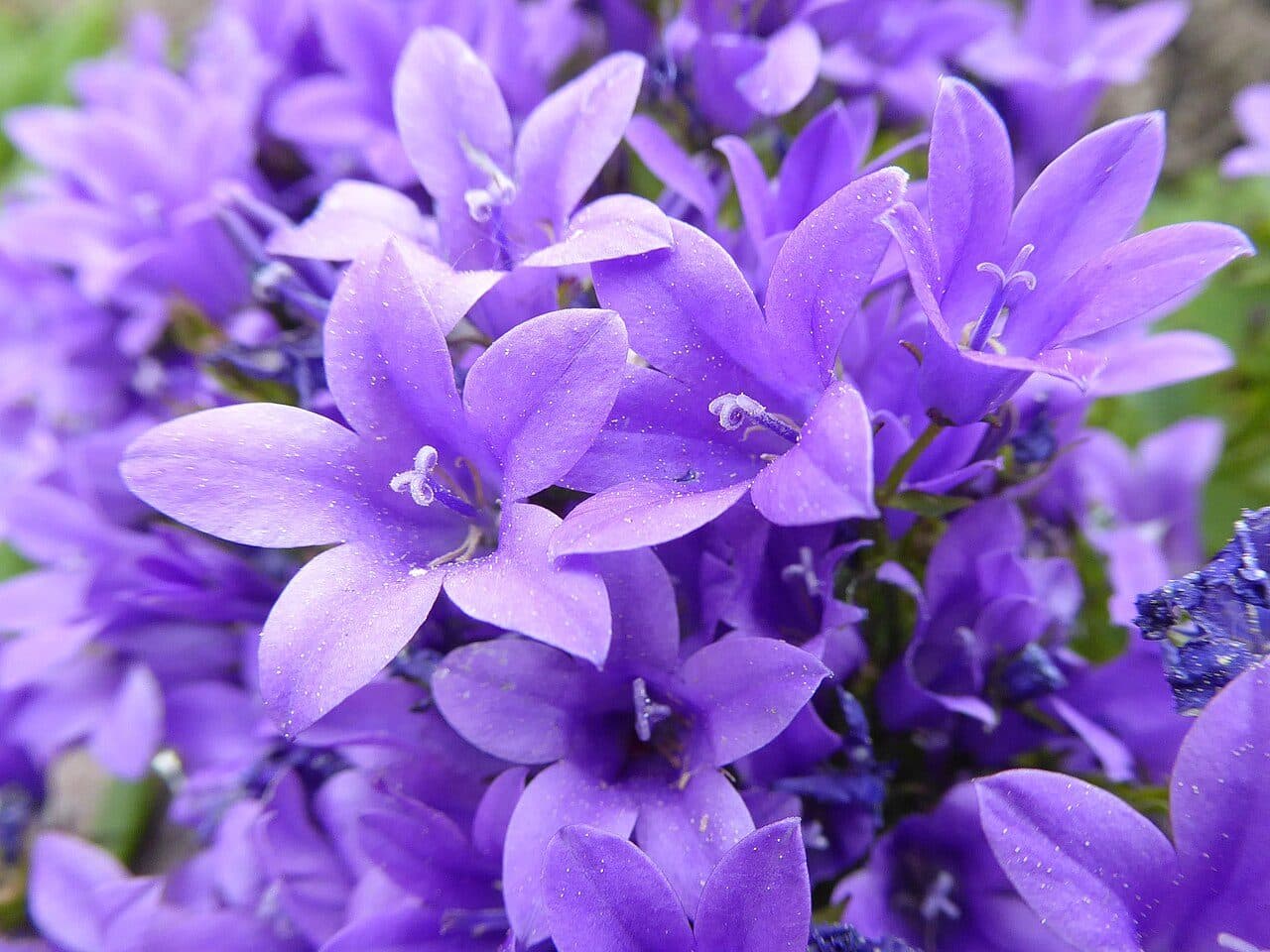 Campanule