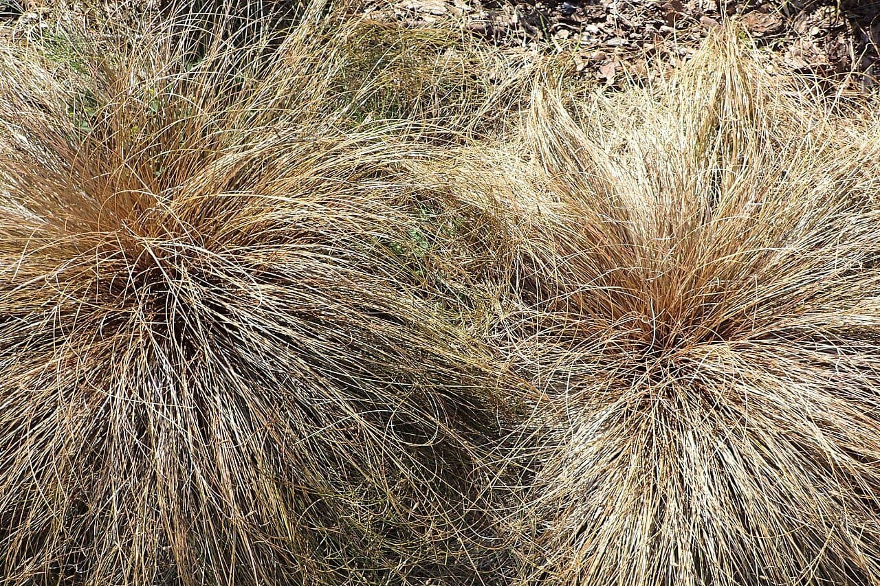 Carex comans 'Bronze' – Laîche bronze