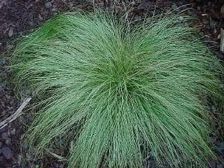 Carex comans Frosted Curl — touffe basse et arquée