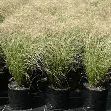 Carex comans Green — touffe basse et arquée