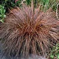 Carex comans Red — touffe basse et arquée