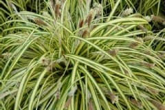 Carex Oshimensis Ever Gold — touffe basse et arquée