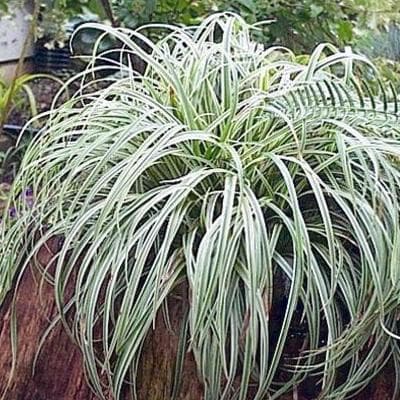 Carex Silver Sceptre — touffe basse et arquée