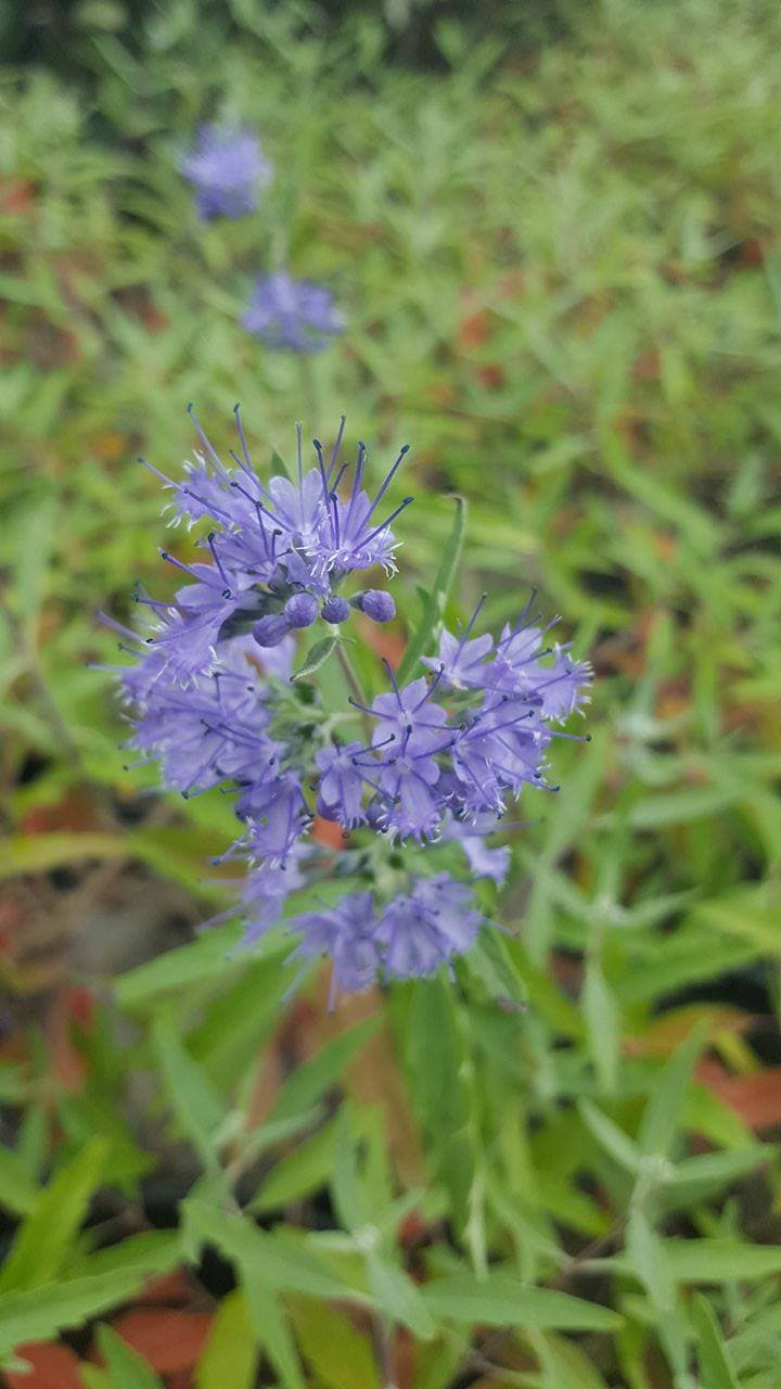 Caryopteris Kew Blue — port compact et buissonnant