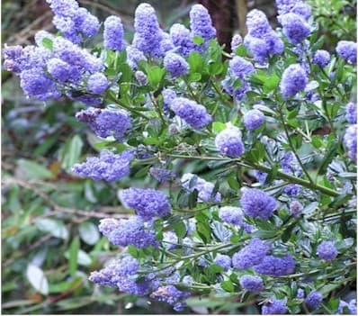 Ceanothus Prostatus — port variable, étalé à érigé selon les variétés
