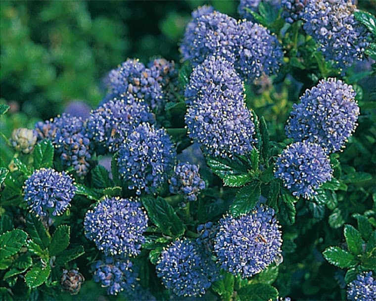 Ceanothus Skylark — port variable, étalé à érigé selon les variétés