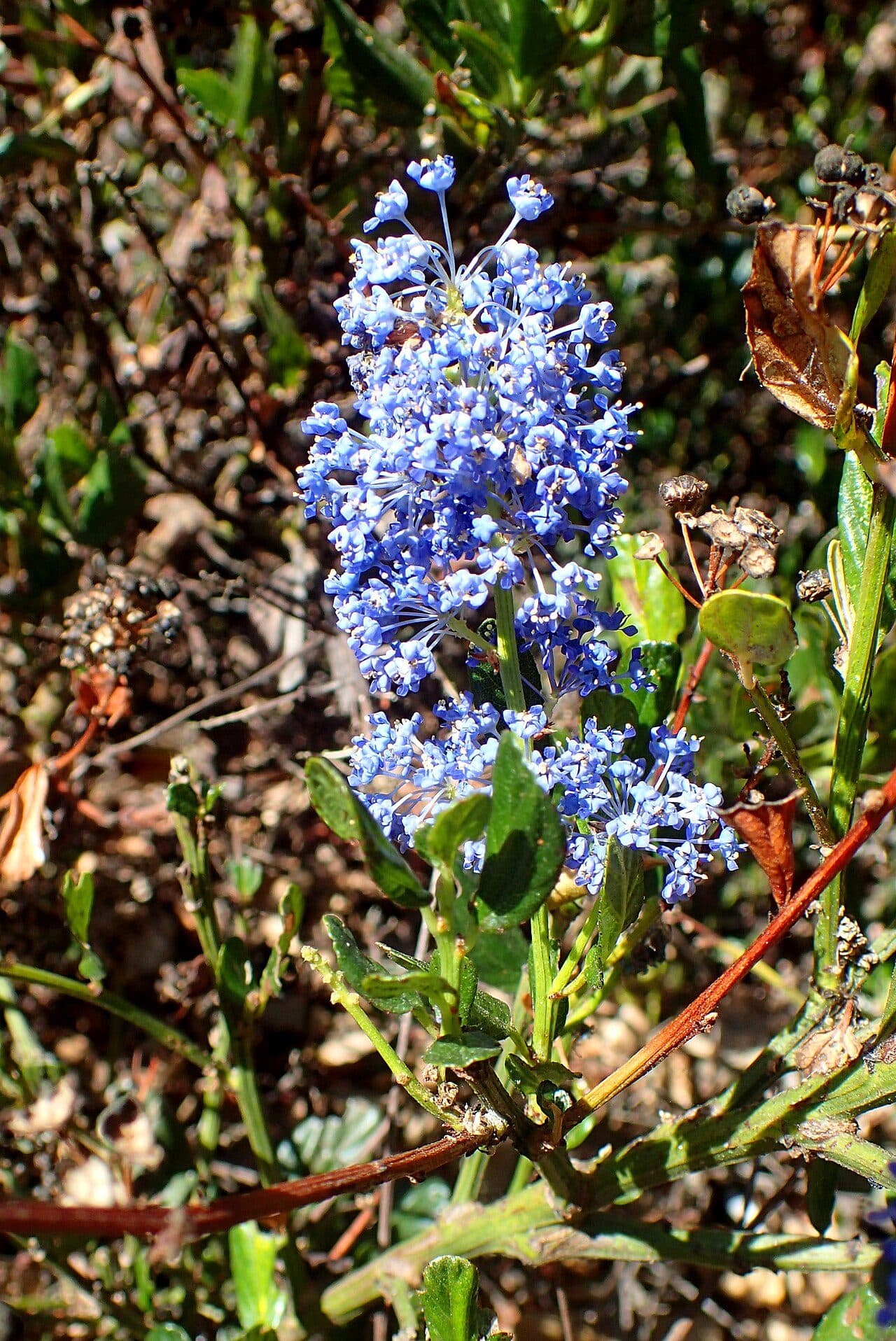 Ceanothus thyrsiflorus 'Skylark'