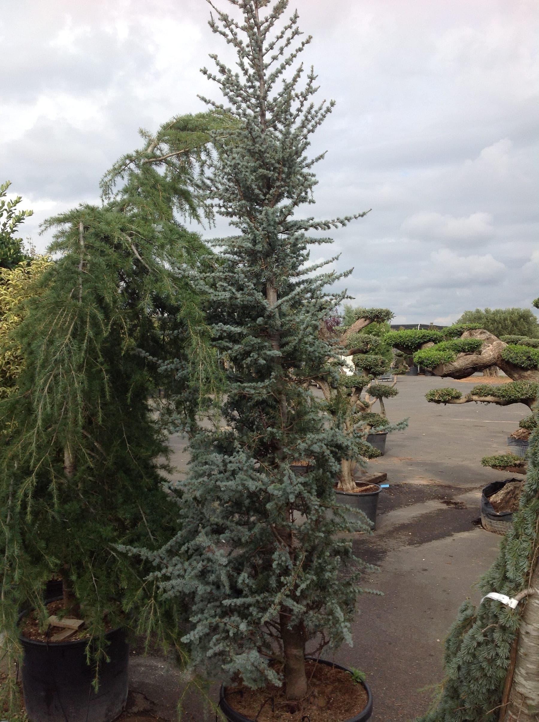 Cedrus Atlantica Glauca — port pyramidal jeune, s'étalant en table avec l'âge