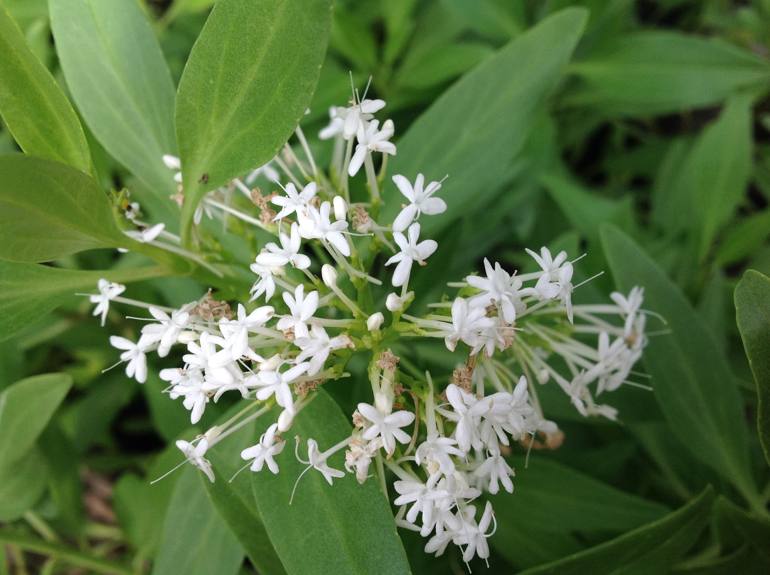 Centranthus Ruber Albus 'Valériane' — touffe buissonnante