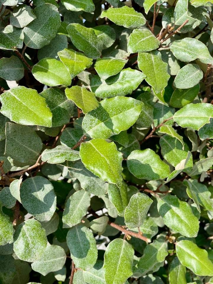 Chalef compact – Elaeagnus ebbingei 'Compacta'