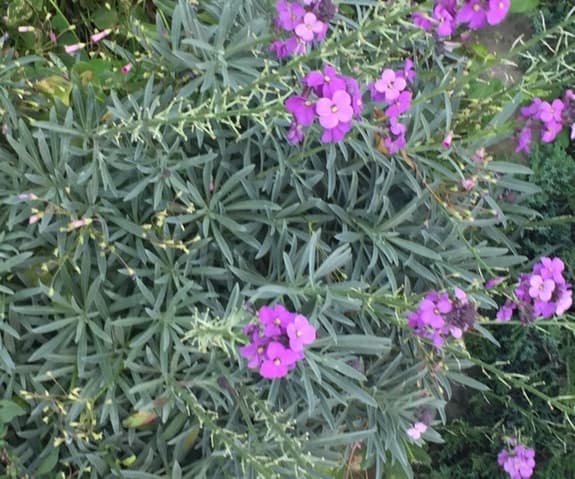 Cheiranthus Bowles — touffe buissonnante