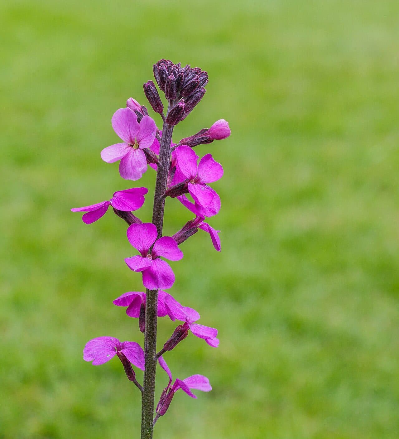 Cheiranthus Bowles