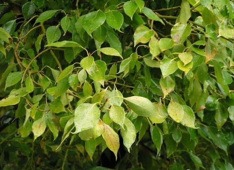 Cinnamomum Camphora 'Camphrier' — port ample et arrondi, large couronne dense