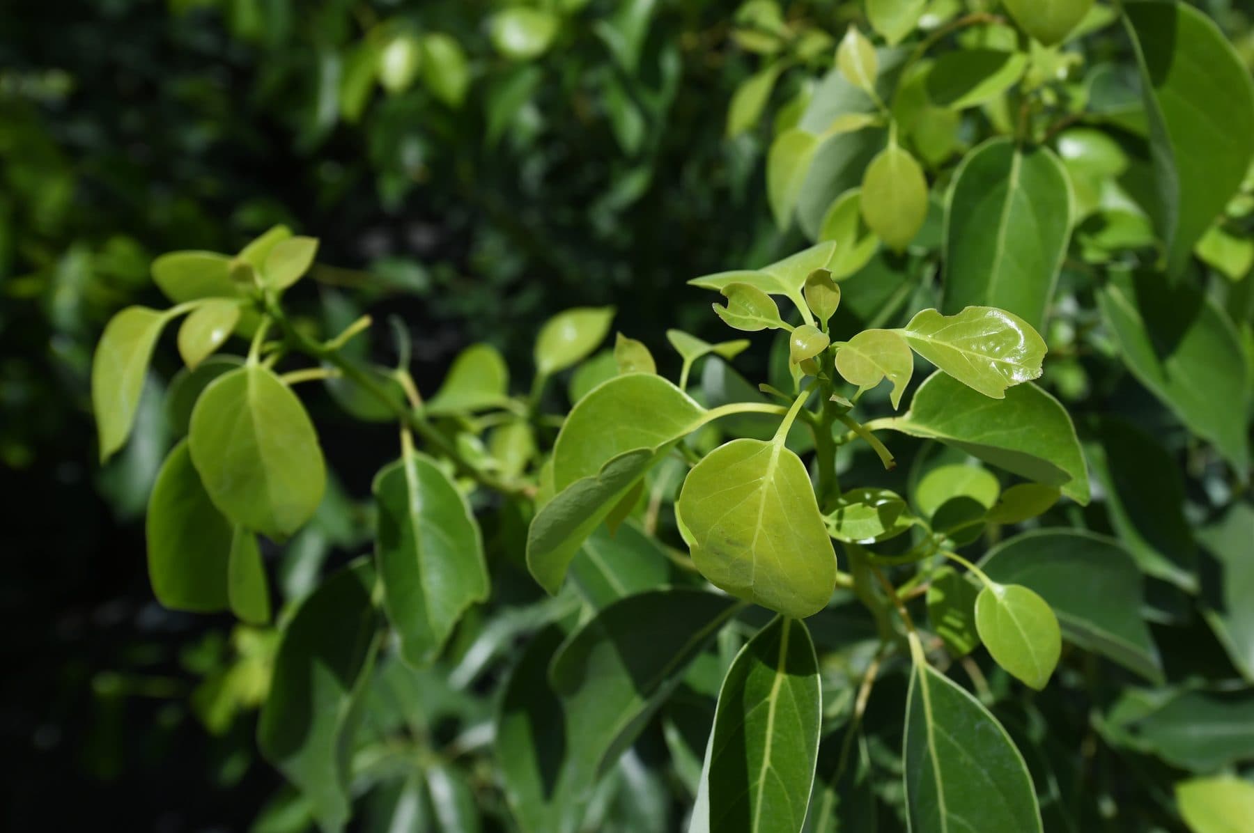 Cinnamomum camphora – Camphrier