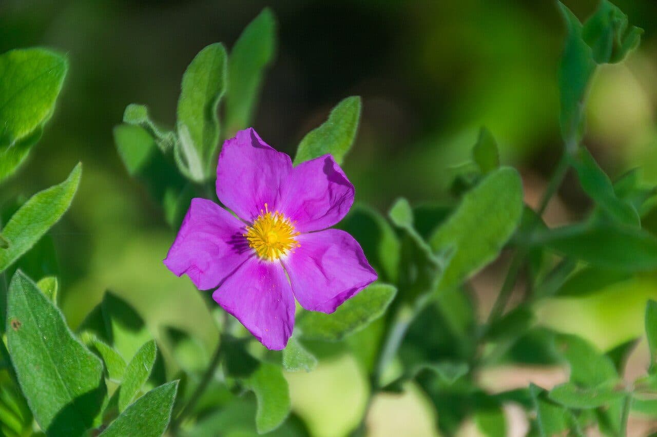 Cistus albidus – Ciste cotonneux