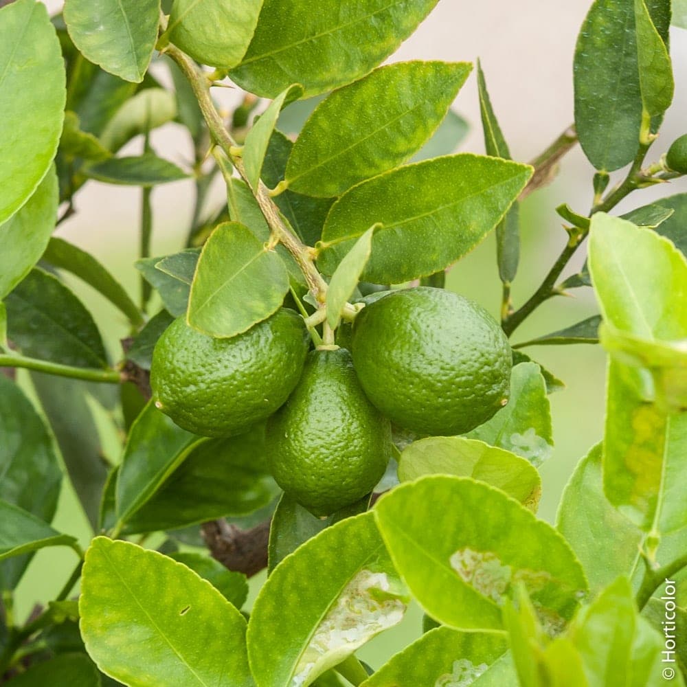 Citronnier vert (Citrus limon 'Vert') — port arrondi et compact