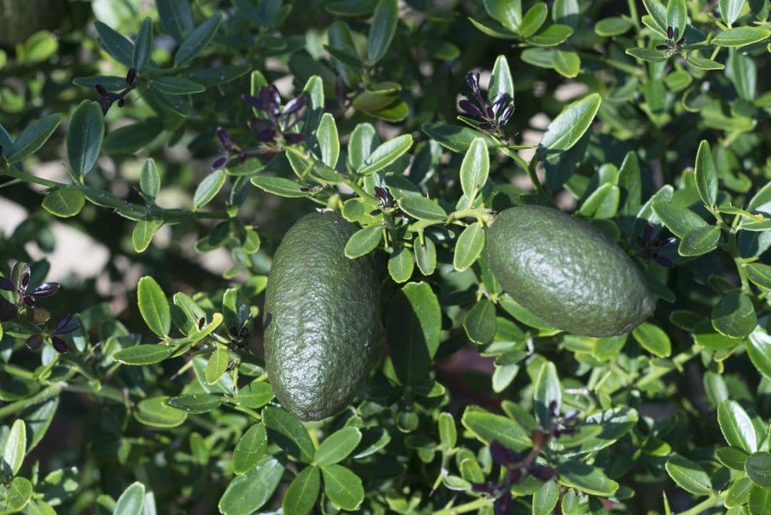 Citrus australasica – Citron caviar