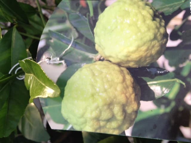 Citrus Hystrix 'Combava' — port arrondi et compact, ramure dense
