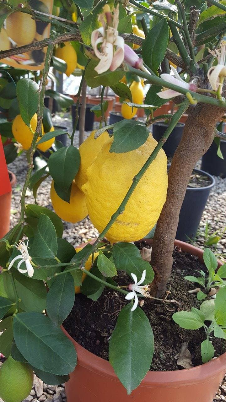 Citus Limon (Citrus limon) — port arrondi et compact, ramure dense
