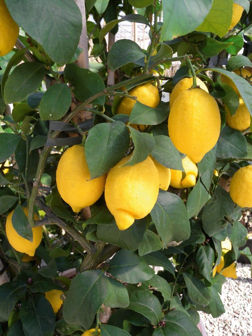 Citrus limon – Citronnier