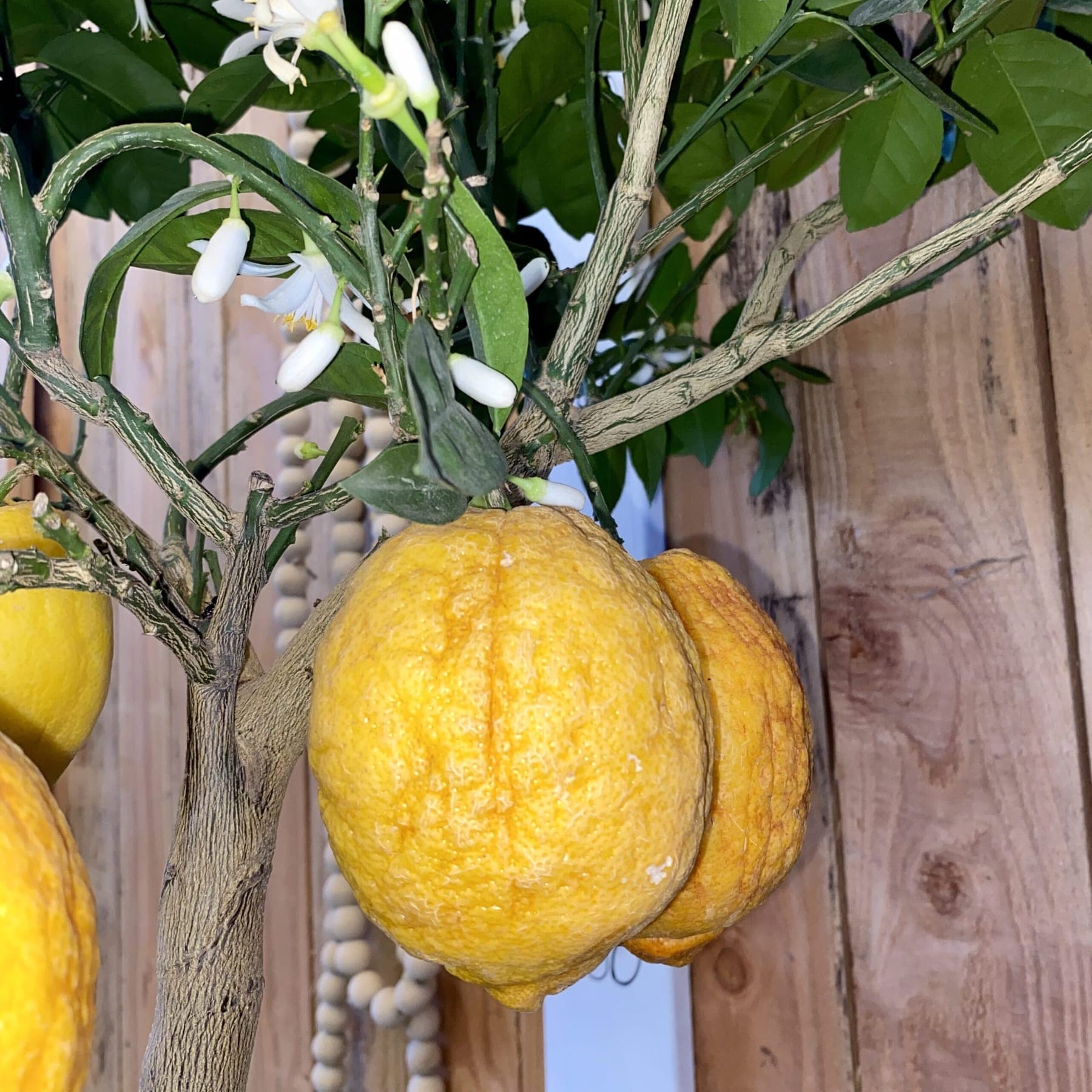 Citronnier rouge (Citrus limon 'Rouge') — port arrondi et compact